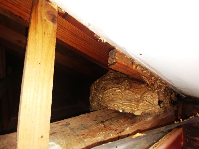 お家の壁の中にできてしまったスズメバチの巣