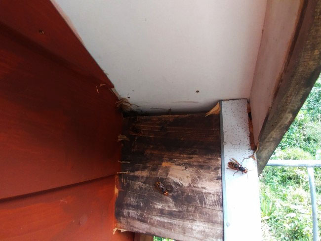 スズメバチの巣を撤去した後の軒下