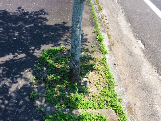 撤去・移植予定の歩道の街路樹