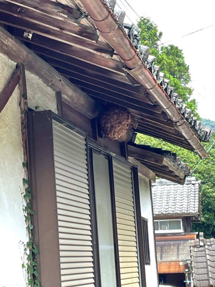 軒下にハチの巣