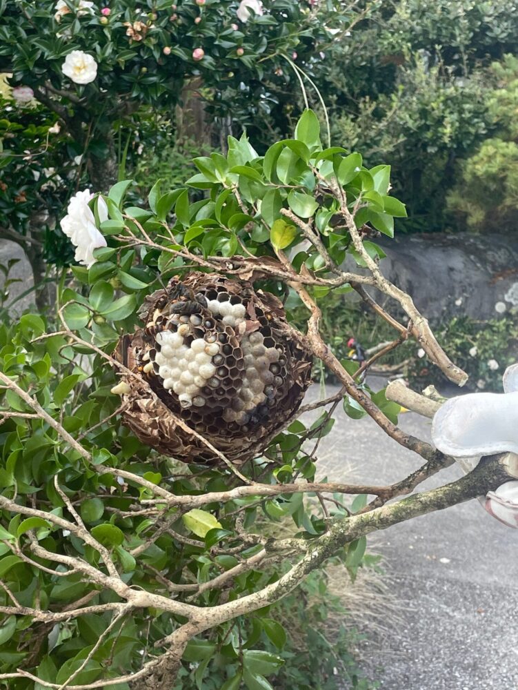 木の枝の中にできたスズメバチの巣