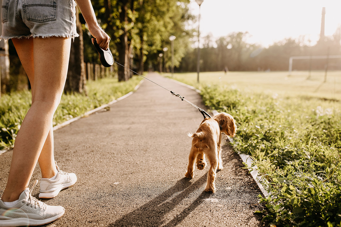 夏場の犬のお散歩、なぜ注意が必要？