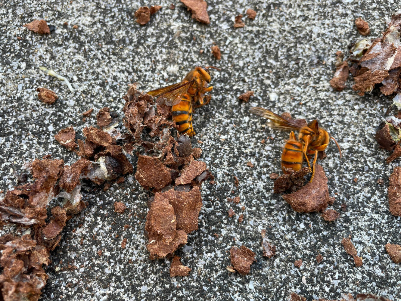 地面に落ちた蜂の巣と蜂