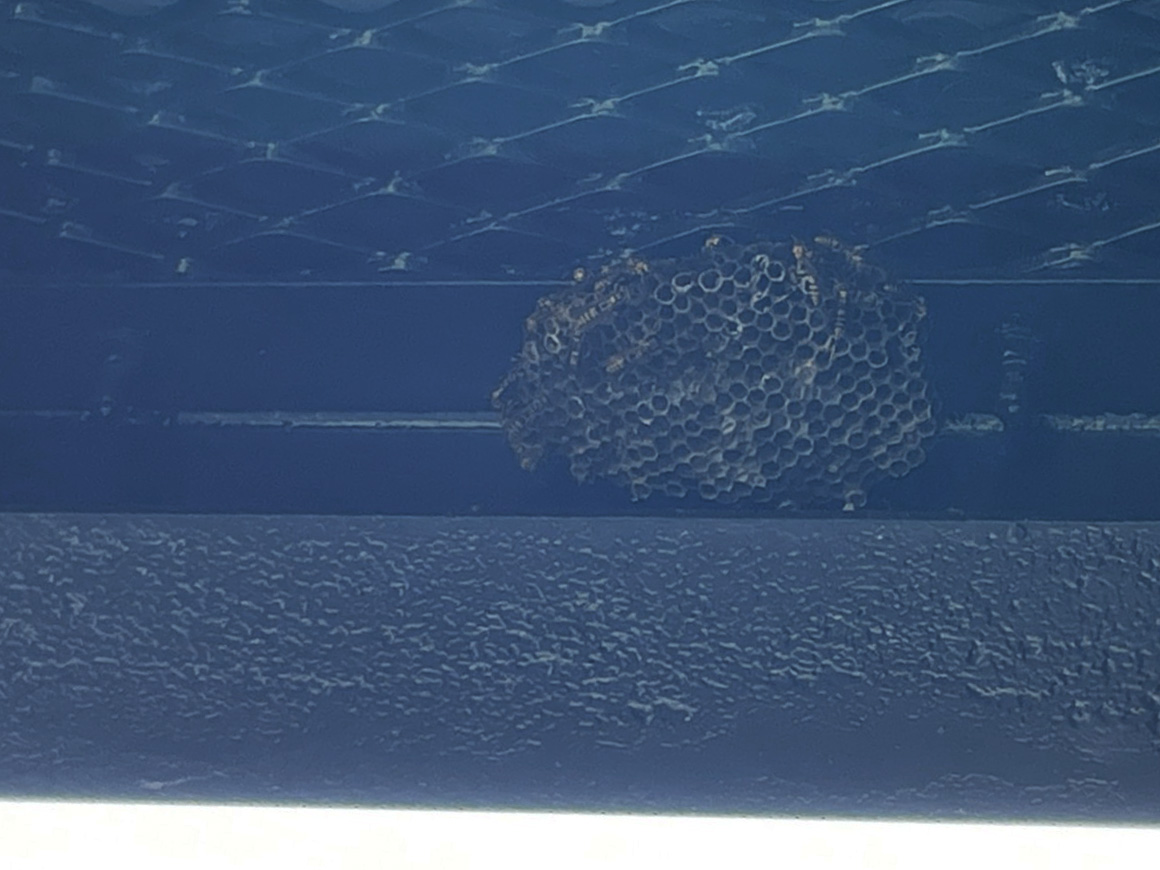 市民球場の軒下にできたアシナガバチの巣（拡大写真）