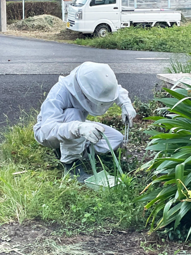 スズメバチの巣の駆除作業中の様子