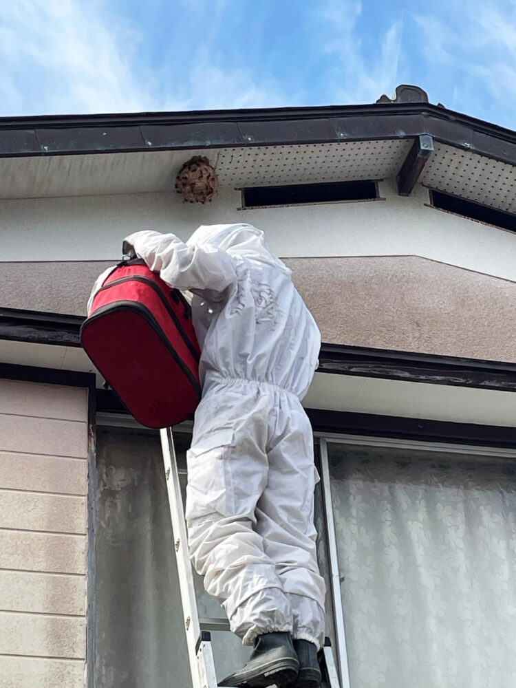 2階軒下にできた蜂の巣の駆除作業の様子