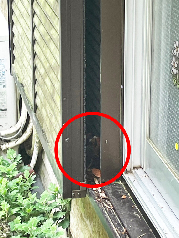 雨戸の戸袋の中にできたスズメバチの巣