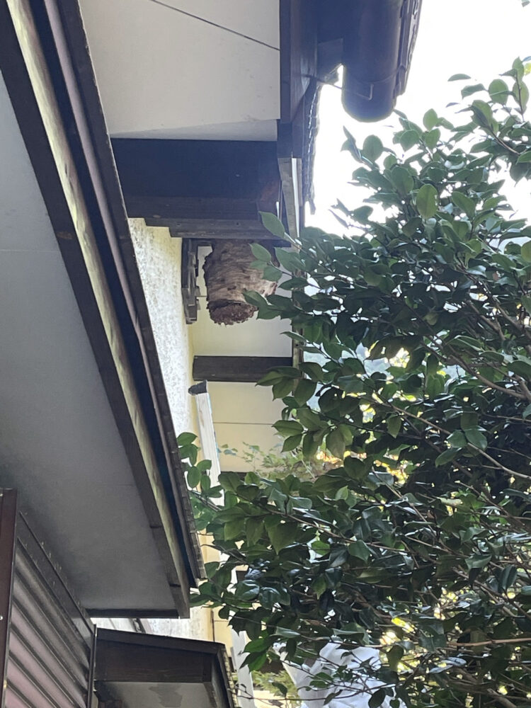 1階軒下にできたスズメバチの巣