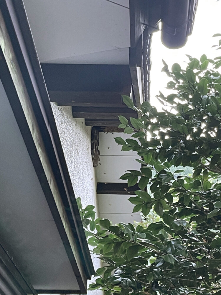 1階軒下にできたスズメバチの巣を駆除した後